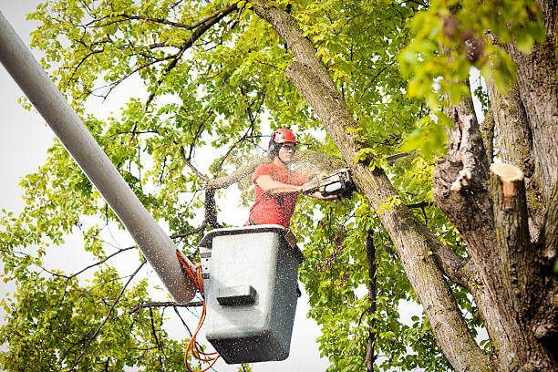 The Steps Involved in Our Tree Care Process in Burnsville, NC